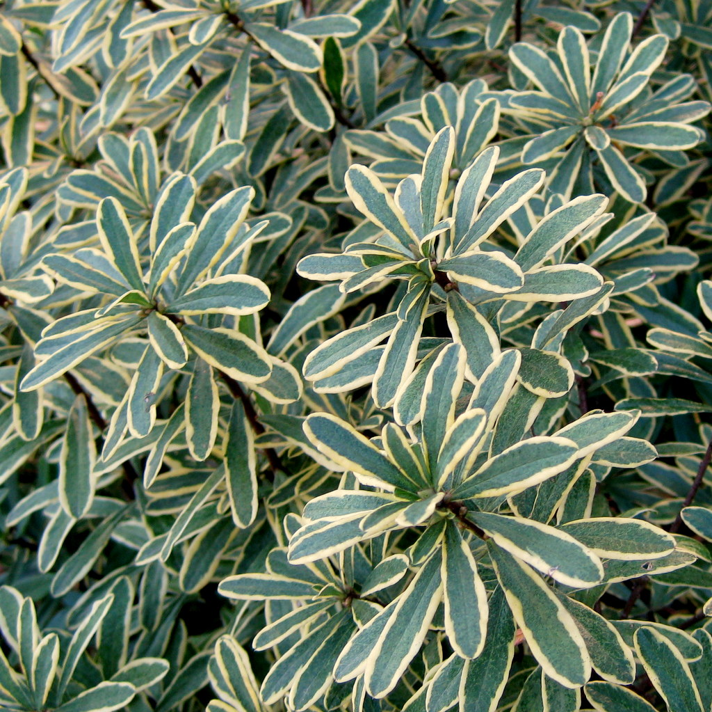 Daphne x burkwoodii 'Gold Dust'